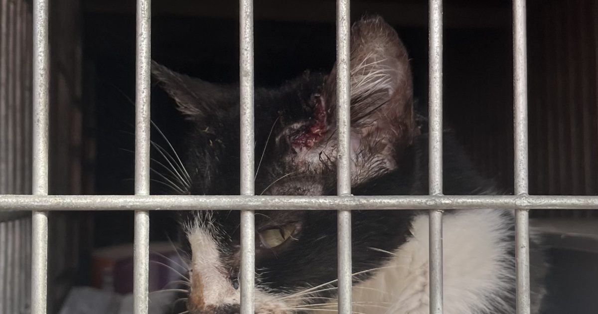 A Prefeitura de Cachoeirinha levou até o abrigo uma gata fêmea que possui esporotricose.