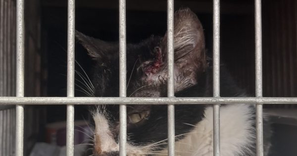 Prefeitura de Cachoeirinha entrega gato com esporotricose para abrigo de animais sem suporte