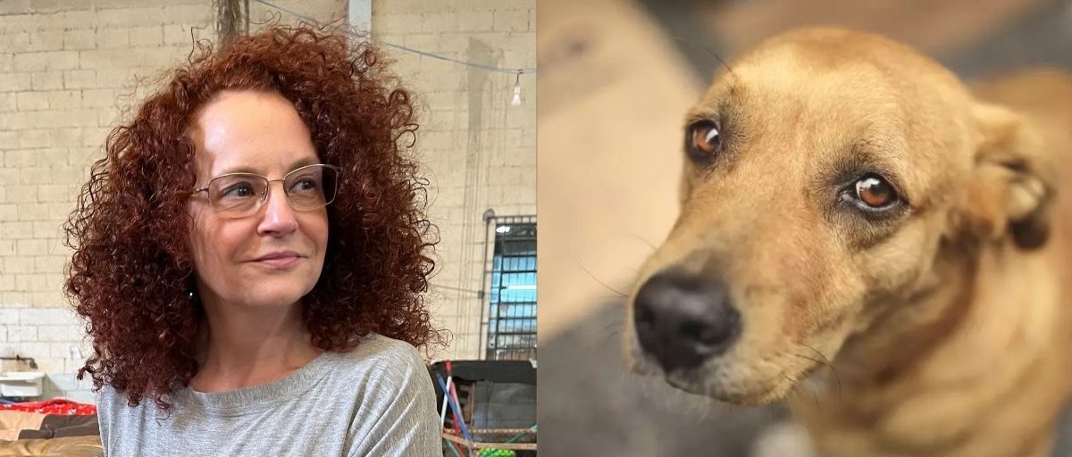 “O amor não tira férias”: Deputada Luciana Genro propõe “Dezembro Verde” para conscientizar sobre abandono de animais