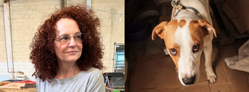 Foto: Divulgação / ONG Arcanimal (https://arcanimal.com.br/animais)