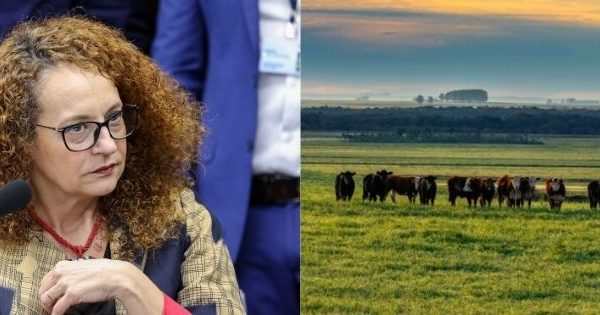 Em defesa do bioma Pampa: dados subnotificados de desmatamento preocupam deputada Luciana Genro