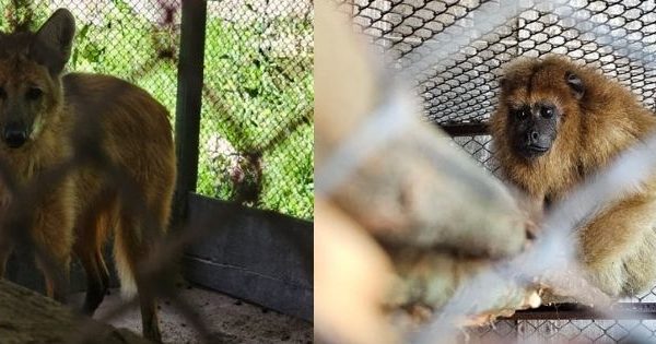GRAVE: O Zoológico de Sapucaia resiste ao abandono do Estado e luta pela sobrevivência da fauna silvestre