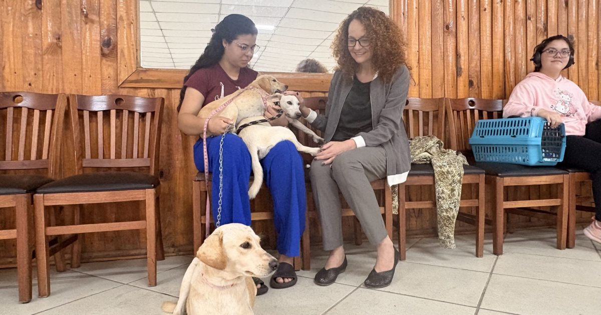 Serão mil animais castrados até o final de abril.